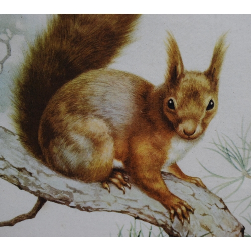 271 - Noel Hubert Hopking (British, fl. 1921 - 1940)Red squirrelSigned, watercolour drawing, 21.5cm x 16.5... 