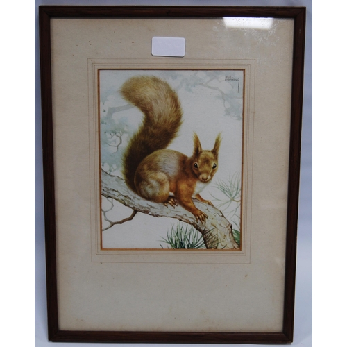 271 - Noel Hubert Hopking (British, fl. 1921 - 1940)Red squirrelSigned, watercolour drawing, 21.5cm x 16.5... 