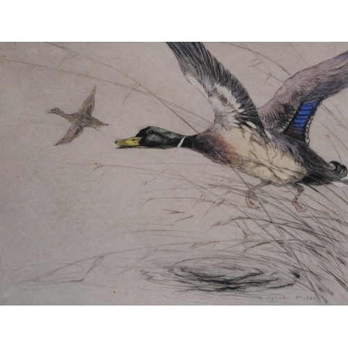 276 - George Vernon Stokes RBA (British, 1873 - 1954)MallardPencil signed limited edition coloured etching... 