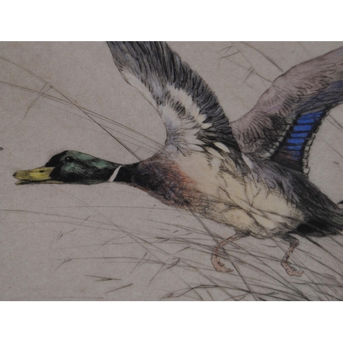 276 - George Vernon Stokes RBA (British, 1873 - 1954)MallardPencil signed limited edition coloured etching... 