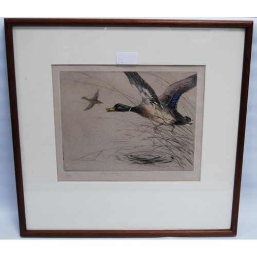 276 - George Vernon Stokes RBA (British, 1873 - 1954)MallardPencil signed limited edition coloured etching... 