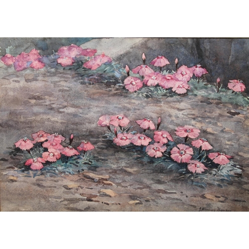 303 - JOHN MURRAY THOMSON RSA RSW PPSSA (Scottish, 1885-1974) *ARR* Dianthus Alpinus Watercolour, signed l... 