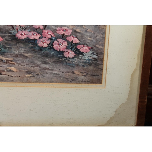 303 - JOHN MURRAY THOMSON RSA RSW PPSSA (Scottish, 1885-1974) *ARR* Dianthus Alpinus Watercolour, signed l... 