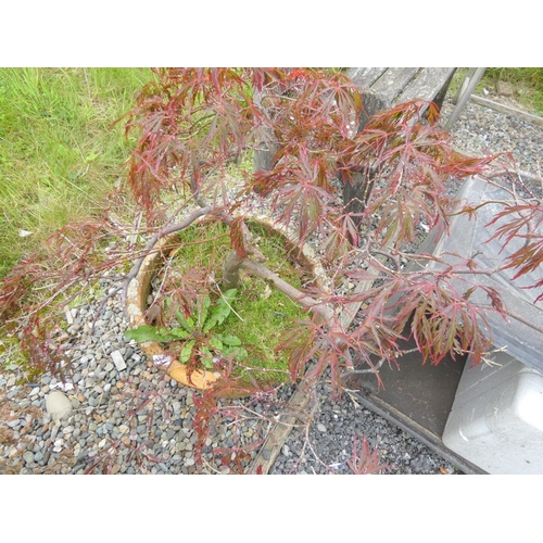 585 - Japanese Bonsai acer and terracotta pot.