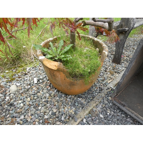 585 - Japanese Bonsai acer and terracotta pot.