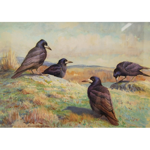 244 - Donald Watson (British, 1918 - 2005)Rooks perched on a hillSigned and dated 1972, watercolour, 39.5c... 