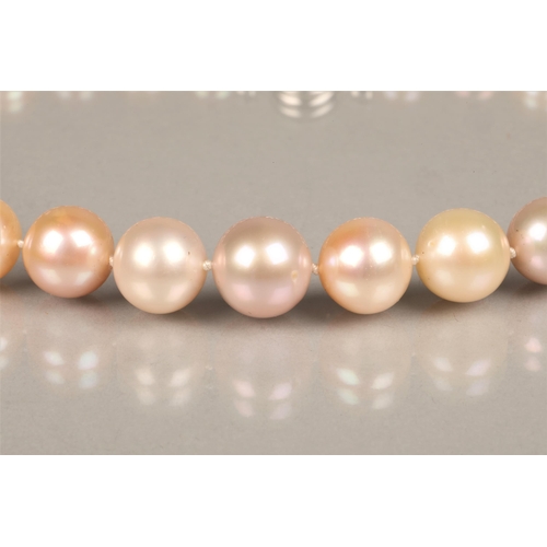 151 - Multi coloured South sea pearl necklace, thirty two pearls with an 18ct white gold clasp, each pearl... 