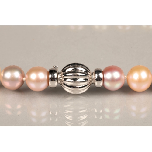 151 - Multi coloured South sea pearl necklace, thirty two pearls with an 18ct white gold clasp, each pearl... 