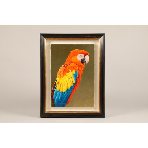 465 - David Ord Kerr Dip RAS, FLS (British born 1952) ARR Framed oil on canvas, signed 'Scarlet Macaw' 50c... 