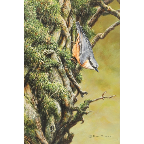 472 - Alan M Hunt (British born 1947) ARR Unframed oil on board, signed 'Nuthatch' 40cm x 28cm