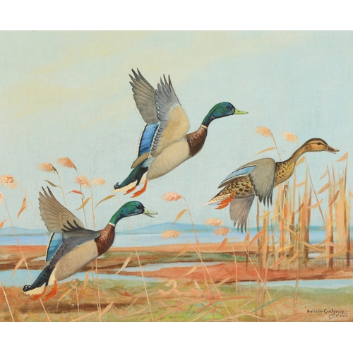 596 - Ralston Gudgeon RSW (Scottish 1910 - 1984) ARR Framed gouache on linen, signed 'Three Mallard Ducks ... 