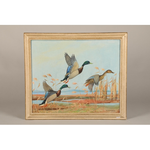 596 - Ralston Gudgeon RSW (Scottish 1910 - 1984) ARR Framed gouache on linen, signed 'Three Mallard Ducks ... 