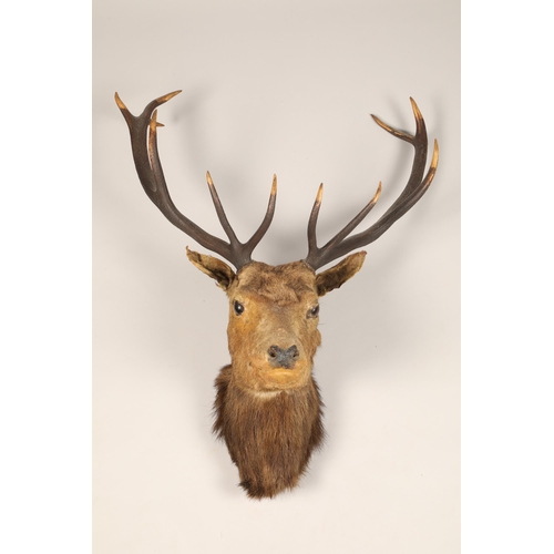 612 - Early 20th century stags head, eleven points, 100cm high