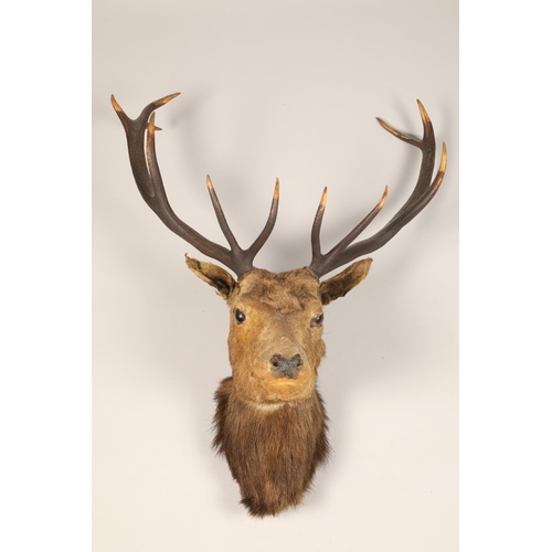 612 - Early 20th century stags head, eleven points, 100cm high