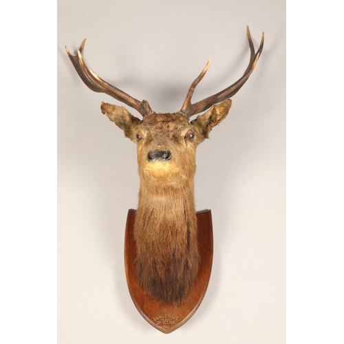 613 - Early 20th century stags head mounted to an oak shield shaped plaque 'Dunlossit 21st October 1901', ... 