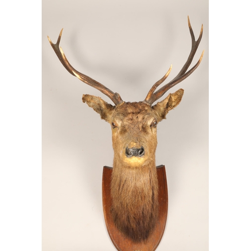 613 - Early 20th century stags head mounted to an oak shield shaped plaque 'Dunlossit 21st October 1901', ... 