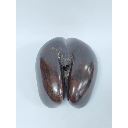 175 - Polished coco-de-mer nut (Lodoicea Maldivicia) approximately 40cm wide.