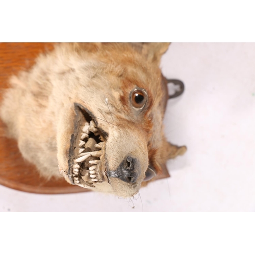 6 - Taxidermy fox head, mounted on oak shield-shaped plaque, and a fox tail.  (2)