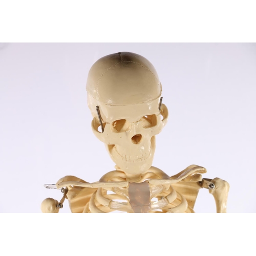 74 - Reproduction human skeleton of small proportions on stand, 85cm tall.