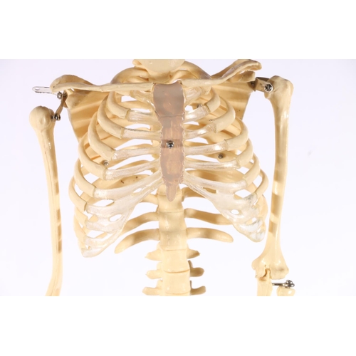 74 - Reproduction human skeleton of small proportions on stand, 85cm tall.