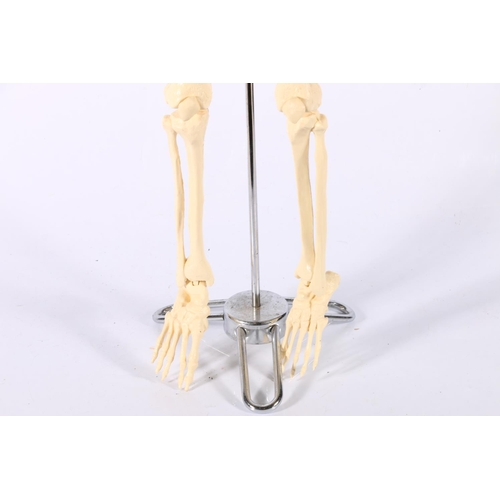 74 - Reproduction human skeleton of small proportions on stand, 85cm tall.