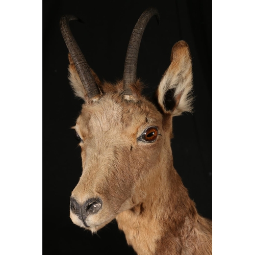 118 - Taxidermy, juvenile horned animal on rustic base, 121cm high.