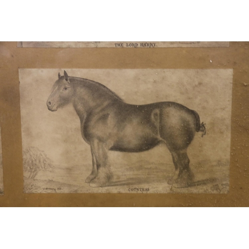 4 - Framed display of six equestrian interest prints by E Mitchell, 48cm x 48cm, along with a framed pri... 