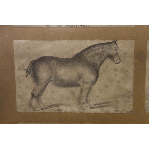 4 - Framed display of six equestrian interest prints by E Mitchell, 48cm x 48cm, along with a framed pri... 