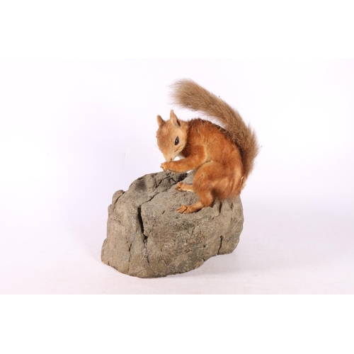 120 - Taxidermy red squirrel on faux rock, 27cm. 