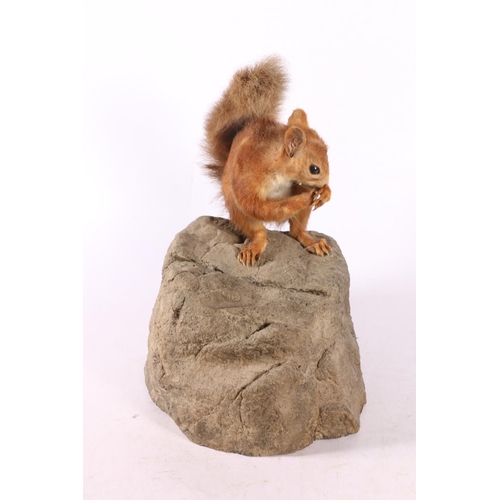 120 - Taxidermy red squirrel on faux rock, 27cm. 