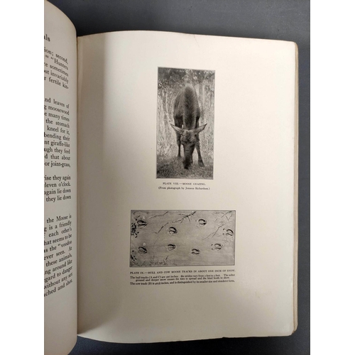 38 - SETON ERNEST THOMPSON.  Life-Histories of Northern Animals, An Account of the Mammals of M... 