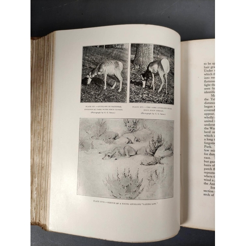 38 - SETON ERNEST THOMPSON.  Life-Histories of Northern Animals, An Account of the Mammals of M... 