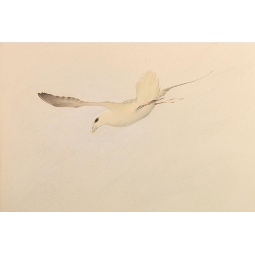 500 - PAUL PHILLIPS Sutherland based artist, Fulmar Petrel and Gannet, two watercolours, signed, 20cm x 28... 