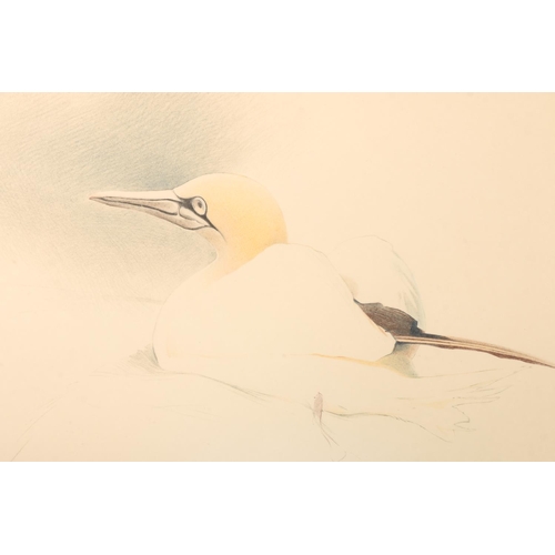 500 - PAUL PHILLIPS Sutherland based artist, Fulmar Petrel and Gannet, two watercolours, signed, 20cm x 28... 