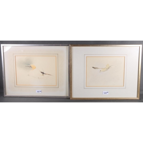 500 - PAUL PHILLIPS Sutherland based artist, Fulmar Petrel and Gannet, two watercolours, signed, 20cm x 28... 