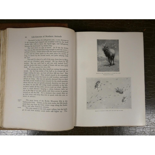 38 - SETON ERNEST THOMPSON.  Life-Histories of Northern Animals, An Account of the Mammals of M... 