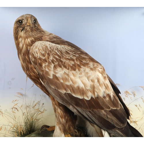 608 - Taxidermy of a Scottish golden eagle,late 19th/20th century, perched on a naturalistic base, housed ... 