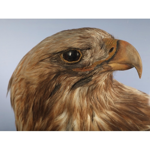 608 - Taxidermy of a Scottish golden eagle,late 19th/20th century, perched on a naturalistic base, housed ... 