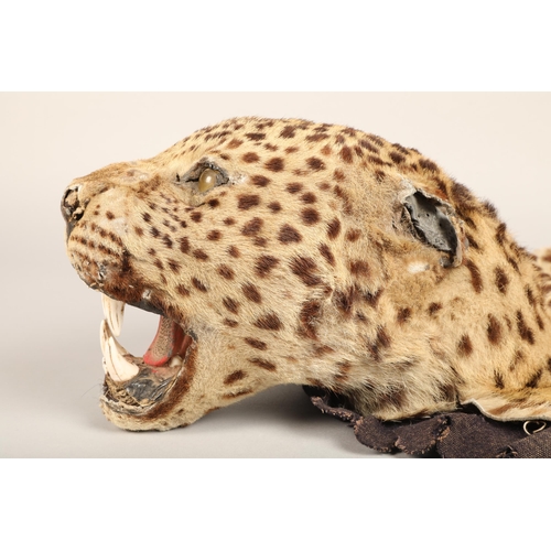 610 - Indian leopard skin, length 196cm