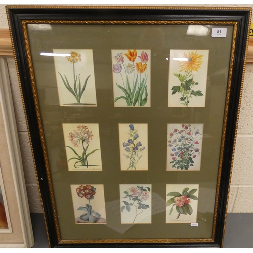 81 - Set of nine botanical prints framed as one.