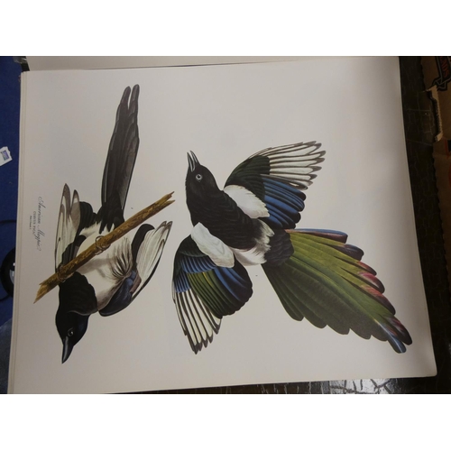 210 - DOCK GEORGE (Ed).  The Audubon Folio. Large quarto portfolio of col. plates together with ... 