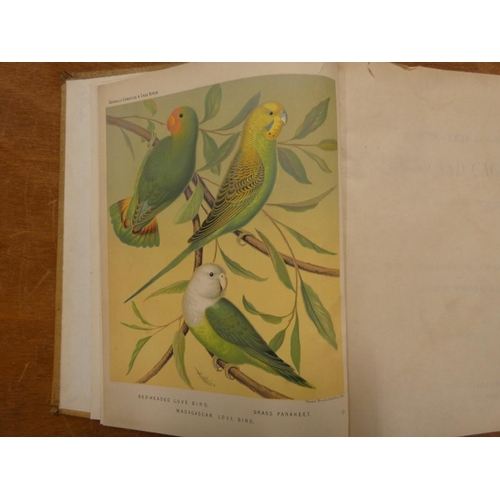 227 - BLAKSTON, SWAYSLAND & WIENER.  The Illustrated Book of Canaries & Cage-Birds, Brit... 