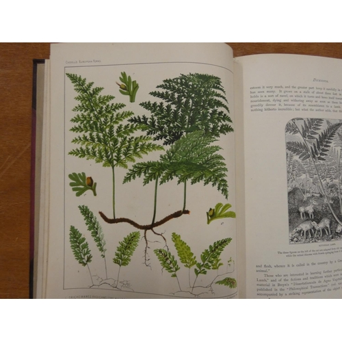 232 - BRITTEN JAMES.  European Ferns. Col. plates & text illus. Quarto. Half leather, stng. & wear... 