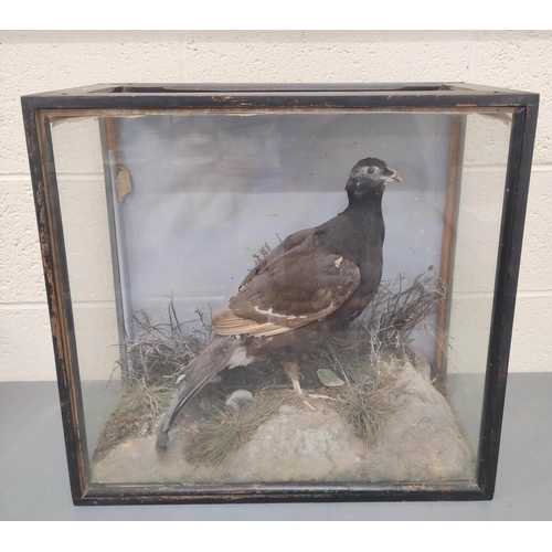 362 - Antique Victorian taxidermy of a black grouse amongst foliage, in ebonised case, height 52cm.