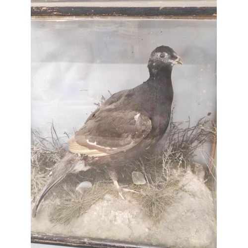 362 - Antique Victorian taxidermy of a black grouse amongst foliage, in ebonised case, height 52cm.