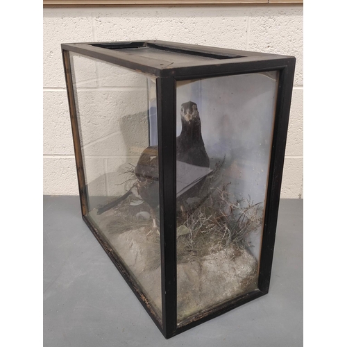 362 - Antique Victorian taxidermy of a black grouse amongst foliage, in ebonised case, height 52cm.