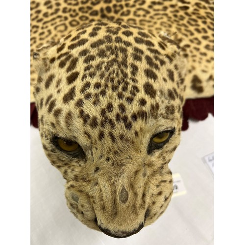 609 - Indian leopard skin, leopard of Panar, the leopard was reputed to kill over 30 people, length 208cm