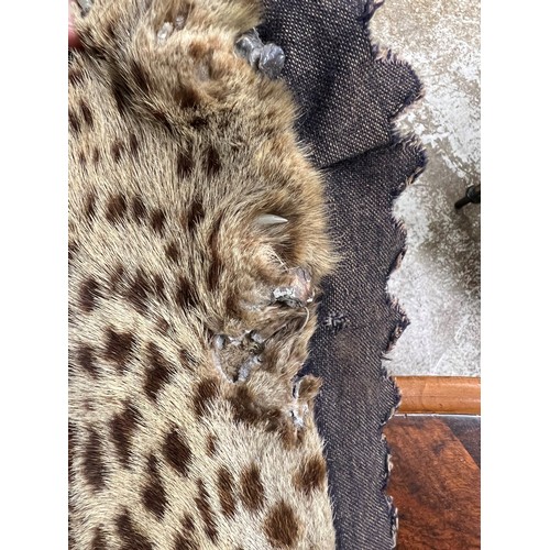 610 - Indian leopard skin, length 196cm