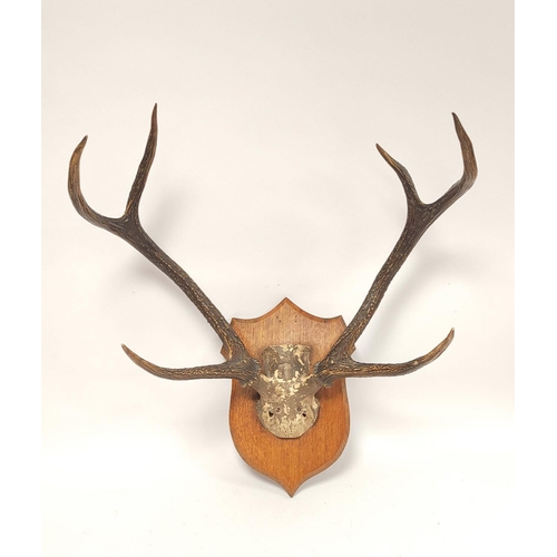 169 - Set of six point antlers on an oak plinth wall mount.