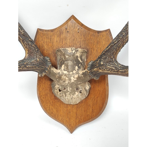 169 - Set of six point antlers on an oak plinth wall mount.